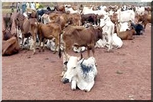 Brakna: Plusieurs cas de décès de vaches à Lihlewa 