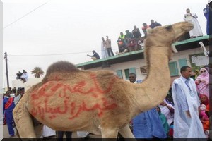 Greve SNIM :des chameaux d’abat en guise de solidarité