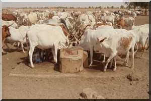 Réduction  du  Vol  du Bétail  au  Guidimakha