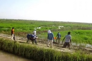 Importantes pertes pour les agriculteurs du Trarza
