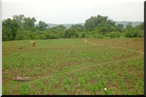 Boghé: Les difficultés de l'agriculture