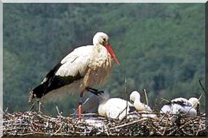 Interdiction formelle de la chasse des cigognes blanches en Mauritanie 