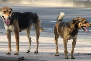 Nouakchott: Les chiens errants menacent les citoyens dans les quartiers