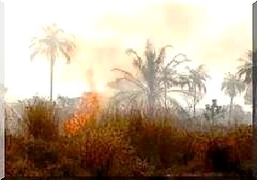Un gigantesque feu de brousse déclaré au Hod el-Gharbi