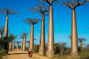 Afrique francophone et Maghreb: quelques attentes et annonces pour 2019 