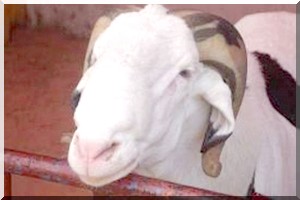 Un voleur de moutons pris en flagrance