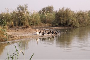 Le Parc National du Diawling : l’importance des Zones Humides en Mauritanie