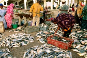Convid-19 : La Mauritanie va réserver 10 mille tonnes de poissons pour éviter une crise alimentaire