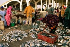 Pêche : Turcs et chinois pillent le poulpe !