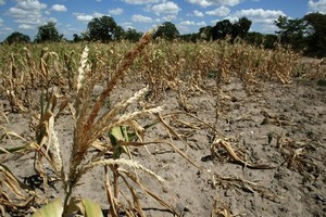 Mauritanie: l’inquiétude des agriculteurs face à la grave sécheresse