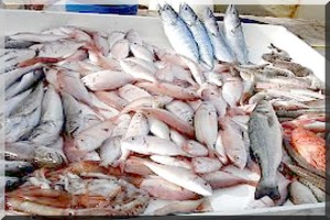 Pêche : Crise de commercialisation du poisson 