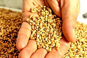 Mauritanie : les semences constituent 25 % du rendement productif