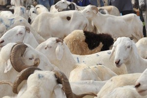  Entente mauritano-sénégalaise pour approvisionner le marché sénégalais en bétail pour la fête d’Al Adha