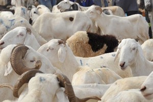 Entente mauritano-sénégalaise pour approvisionner le marché sénégalais en bétail pour la fête d’Al Adha