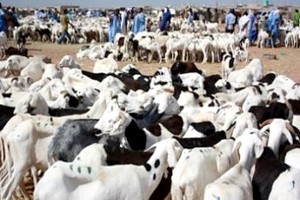 Mauritanie : flambée du prix du mouton à l'approche de la fête de l'