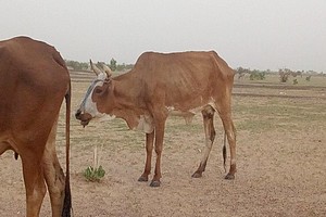 Hivernage 2017 : une terrible année pour la Mauritanie