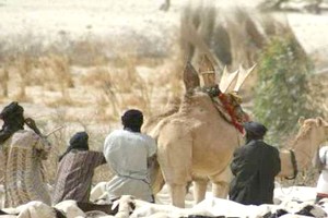 Hodh Elgharbi/Le CSA et le désenchantement des éleveurs: 2 Kg d’aliment de bétail par tête et par mois !