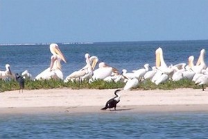 Validation du plan d’action de la réserve de Diawling en Mauritanie