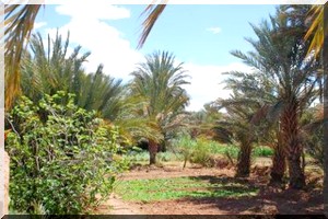Digue de protection d’Atar : Les propriétaires de palmiers sommés de les extraire