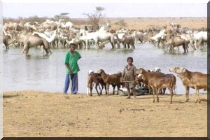 PRAPS: Plus de 240 millions de dollars pour booster l’élevage dans le Sahel