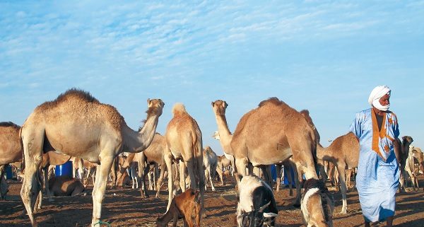 Essor de l’élevage : Prendre le taureau par les cornes