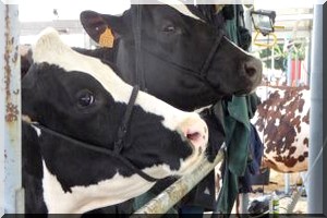 Les éleveurs de la Cedeao s'engagent à livrer 20% de leur lait aux laiteries, si...