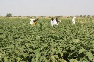 Mauritanie: 10,4 milliards d'ouguiyas du Fonds saoudien pour l'agriculture irriguée