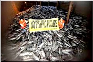 Le directeur du centre de distribution de poisson à Kiffa : « Nous ne sommes pas concernés par les quantités saisies à Touil » 