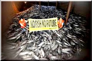 Le directeur du centre de distribution de poisson à Kiffa : « Nous ne sommes pas concernés par les quantités saisies à Touil »