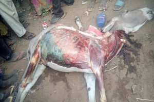Vidéo : un boucher soupçonné de vendre la viande d’âne arrêté à Boghé