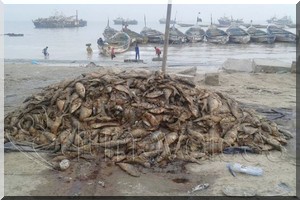 La malédiction de l’industrie des farines de poisson à Nouadhibou