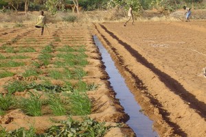 Irrigation au Sahel : un projet d’appui lancé à Ouagadougou
