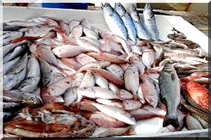 Nouadhibou : fermeture d’une dizaine de sociétés de farine de poisson et d’huile de poissons