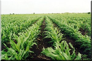 Kaédi-agriculture : La campagne de contresaison compromise