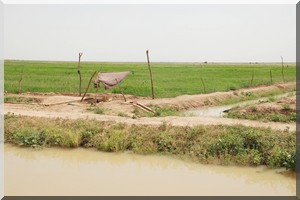 Le marasme de la riziculture à Kaédi : Les échecs d’une gestion ou la gestion des échecs