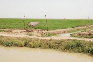 L’Afrique dépense 6 milliards d’euros par an pour ses importations de riz