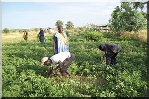 Kollé Mukké : de la riziculture et du maraichage  pour l’autosuffisance alimentaire [PhotoReportage]