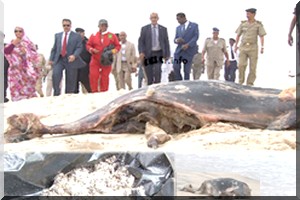 Le gouvernement mauritanien accusé d'être responsable d'une pollution des côtes (opposition)