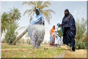  La Mauritanie sollicite l’aide japonaise pour développer son agriculture