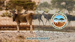 ﻿Renforcement du Parc d’Awleigatt par 29 oryx «Abu Adas »