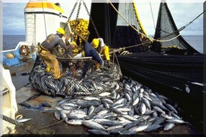  Sénégal : Baisse de 10% des débarquements de la pêche au quatrième trimestre 2016 