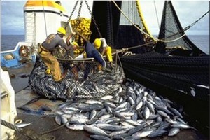 Boghé : Vente de poissons pourris communément appelé