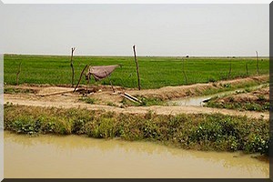Rosso:  La plaine de M’Pourié privée d’eau faute d’électricité