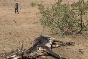 Mauritanie: le ROSA tire la sonnette d'alarme face à une crise pastorale explosive