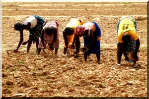 Le réchauffement climatique menace la sécurité alimentaire du Mali