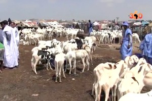 Vidéo. Mauritanie: Tabaski, des moutons pour toutes les bourses