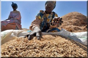Production record de riz en Afrique de l'Ouest