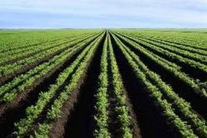 Vingt-cinq millions de dollars pour l’agriculture irriguée en Mauritanie