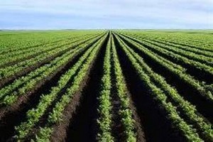 Kaédi : La campagne rizicole de contresaison compromise pour…1.400.000