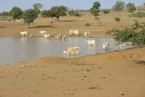 Vol d’une trentaine de vaches à Gogui Zamal